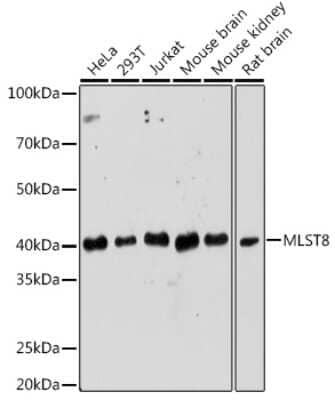 Western Blot: GBL Antibody [NBP3-03451] - Western blot analysis of extracts of various cell lines, using GBL Rabbit pAb (NBP3-03451) at 1:1000 dilution. Secondary antibody: HRP Goat Anti-Rabbit IgG (H+L) at 1:10000 dilution. Lysates/proteins: 25ug per lane. Blocking buffer: 3% nonfat dry milk in TBST. Detection: ECL Enhanced Kit. Exposure time: 180s.